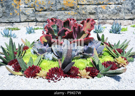 Vari tipi di piante succulente in estate desert giardini magnificamente disposti da un muro di pietra . Foto Stock