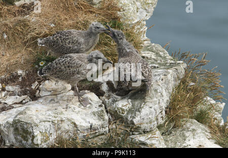 Tre graziosi Aringa Gabbiano (Larus argentatus) pulcini in piedi sul bordo della scogliera sul loro sito di nidificazione NEL REGNO UNITO. Foto Stock