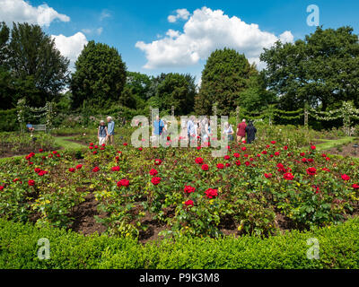 Queen Mary's Rose Gardens in Regent's Park, London, Regno Unito Foto Stock