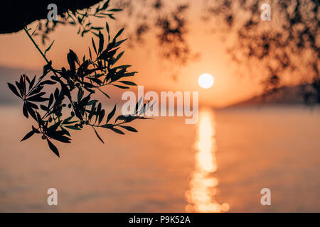 Silhouette ulivo ramo in mattinata calda luce di sunrise. Sun forma sopra il mare Mediterraneo. Sun Ray riflessione bokeh travi sul increspata superficie di acqua nelle prime ore Foto Stock