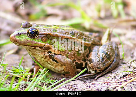 La rana di palude (Pelophylax ridibundus appartiene alla famiglia di vera rane) nel fango Foto Stock