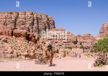 PETRA, Giordania - 30 Aprile 2016: Una bedouinman cavalcando un cammello mi Foto Stock