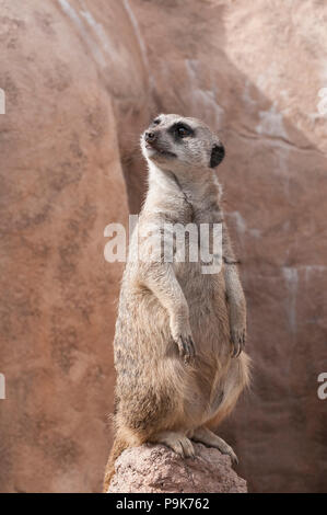 Meerkat in piedi alto, in servizio di guardia, guardando sopra la spalla destra. Foto Stock