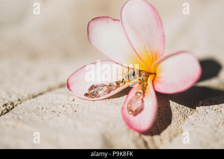 Orecchini con gioielli rosa in fiore di frangipani bianco su sfondo di pietra Foto Stock