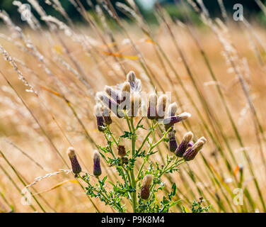 Thistle di cotone giù e lunga erba selvaggia che soffia nel vento, Lothian orientale, Scozia, Regno Unito Foto Stock