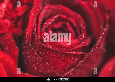 Red Rose petali di fiori in acqua scende close-up Foto Stock