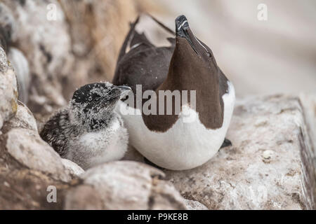 Razorbill e il suo pulcino seduto su una scogliera in estate Foto Stock