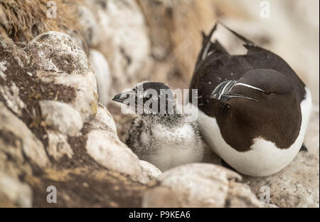 Razorbill e il suo pulcino seduto su una scogliera in estate Foto Stock