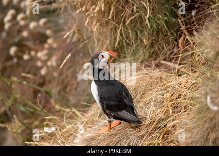 Puffin in piedi su una coperta di erba scogliera in primavera tempo in Scozia, close up Foto Stock