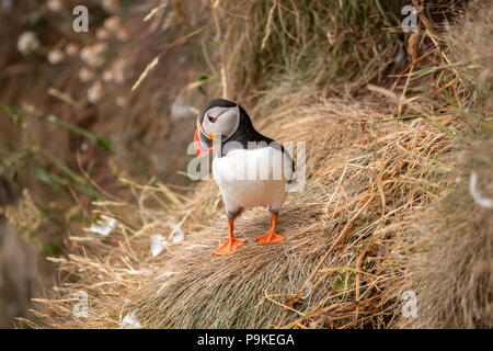 Puffin in piedi su una coperta di erba scogliera in primavera tempo in Scozia, close up Foto Stock