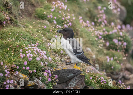 Razorbill, alca torda, in piedi su una scogliera, circondato da fiori di parsimonia, in Scozia in Primavera Foto Stock