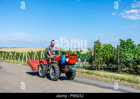 Coltivatore su un piccolo trattore va a lavorare nel vigneto, Hovorany, Moravia del Sud, contadino della Repubblica Ceca Foto Stock
