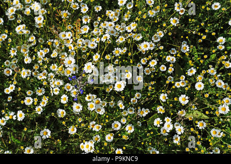 Vista dall'alto di molti fiori a margherita con uno blu (viola) fiore sotto la luce del sole Foto Stock