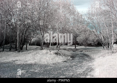 Percorso nel bosco. Banca del fiume Lima, a nord del Portogallo Foto Stock