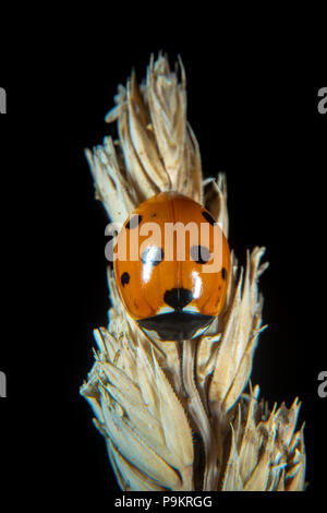 Ladybug su un impianto a metà luglio Foto Stock