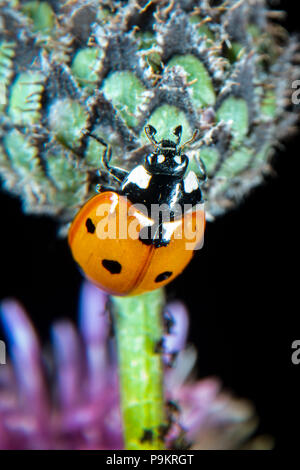 Ladybug su thistle a metà luglio Foto Stock