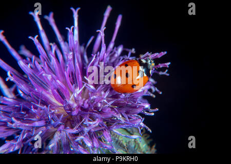 Ladybug su thistle a metà luglio Foto Stock