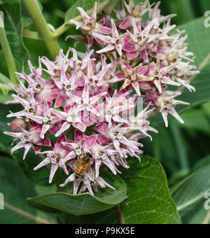 Bella ape su una fragrante, rosa palude milkweed fiore Foto Stock