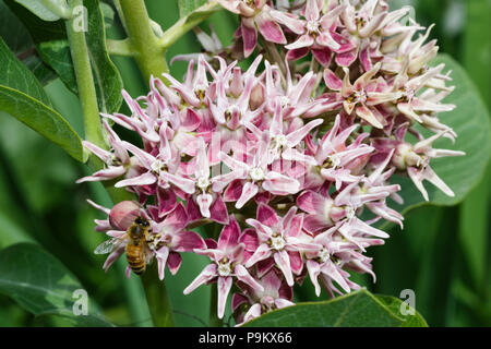 Hungry bee on a swamp milkweed flower foraging for nectar. Foto Stock