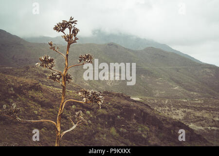 Essiccato fino seedhead su alto fiore spike di Agave Americana (secolo pianta) nel Barranco del Infierno burrone, Tenerife, con montagne e basse nubi Foto Stock