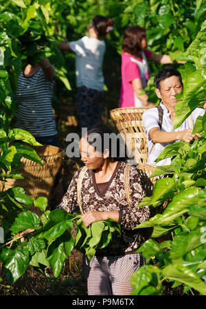 Shiquan, la Cina della provincia di Shaanxi. 18 Luglio, 2018. Gli abitanti di un villaggio di pick fresche foglie di gelso Mingxing nel villaggio di Shiquan County, Cina nord-occidentale della provincia di Shaanxi, luglio 18, 2018. Oltre diecimila famiglie in Shiquan unita la piantagione di gelso programma e piantato quasi 4,867 ettari di alberi di gelso. 2,118 famiglie impoverite tremò off la povertà attraverso il programma. Credito: Shao Rui/Xinhua/Alamy Live News Foto Stock