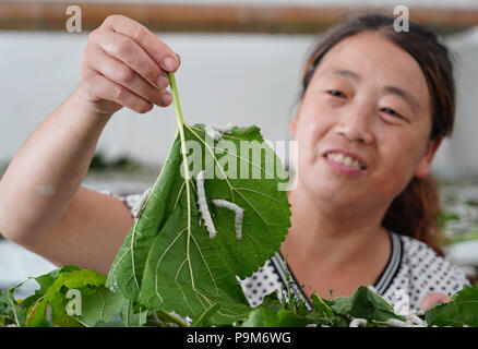 Shiquan, la Cina della provincia di Shaanxi. 18 Luglio, 2018. Liu Xiaolan alimenta i bachi da seta in Shiquan County, Cina nord-occidentale della provincia di Shaanxi, luglio 18, 2018. Oltre diecimila famiglie in Shiquan unita la piantagione di gelso programma e piantato quasi 4,867 ettari di alberi di gelso. 2,118 famiglie impoverite tremò off la povertà attraverso il programma. Credito: Shao Rui/Xinhua/Alamy Live News Foto Stock