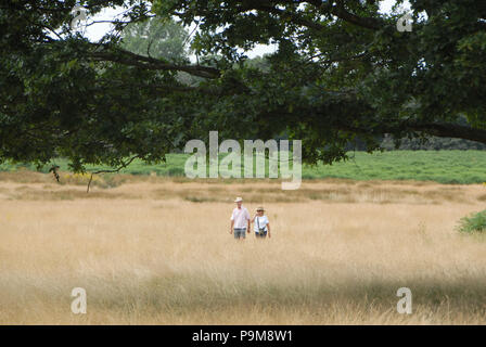 Londra, UK 19 luglio 2018 caldo Giovedi in Richmond Park Credit: JOHNNY ARMSTEAD/Alamy Live News Foto Stock