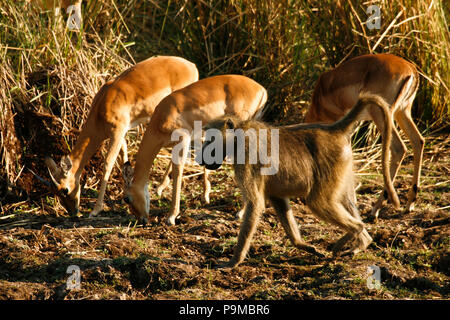 Chacma babbuino, Papio ursinus e Impala Aepyceros melampus . Parco Nazionale di Mana Pools. Zimbabwe Foto Stock