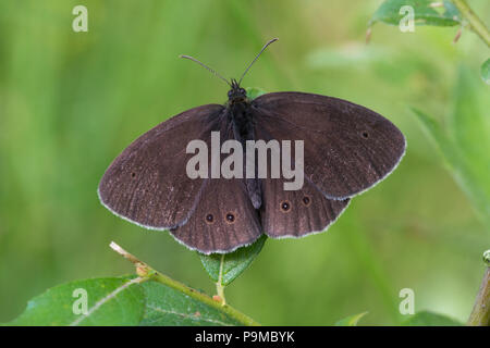 Ringlet butterfly (Aphantopus hyperantus) riscaldamento fino al mattino con alette aperte Foto Stock