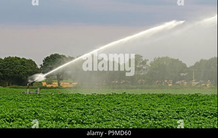 Soffione di erogazione dell'acqua in un Yorkshire campo di coltivazione di patate, estate, England, Regno Unito Foto Stock