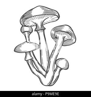 Funghi illustrazione vettoriale. Disegnata a mano disegno di immagine Illustrazione Vettoriale