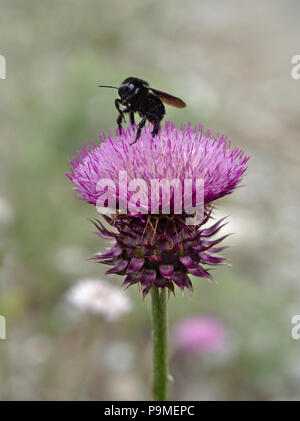 Un nero bumblebee estrae il nettare da un fiore di cardo in Villa de Merlo, San Luis, Argentina. Foto Stock