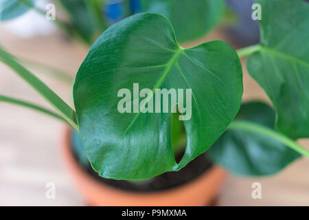 Casa impianto indoor in ton pot close up vista foglia Foto Stock