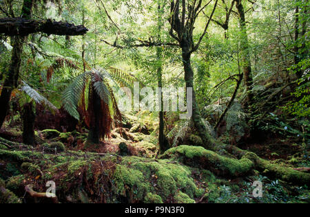 Una fresca foresta pluviale temperata lungo il filosofo cade. Foto Stock