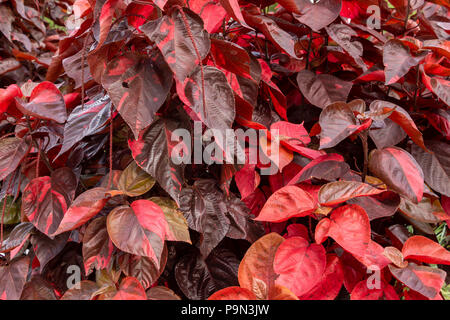 Copperleaf impianto (Acalypha wilkesiana amentacea), foglie rosse - Pembroke Pines, Florida, Stati Uniti d'America Foto Stock