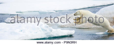 Orso polare, Ursus maritimus, saltando sulla banchisa a bordo d'acqua. Foto Stock