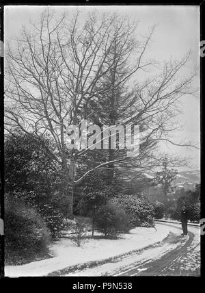 324 Vista del Dunedin Botanic Garden dopo una nevicata. ATLIB 294715 Foto Stock