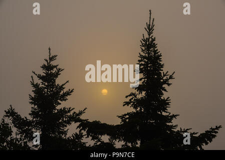 Sunrise nero e abete rosso (Picea mariana), Minnesota, USA, da Bruce Montagne/Dembinsky Foto Assoc Foto Stock