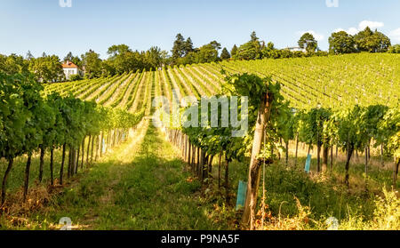 Vigneto colli della città di Vienna in tarda estate Foto Stock