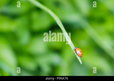 Una coccinella salendo su una levetta di erba cipollina nel giardino. Foto Stock