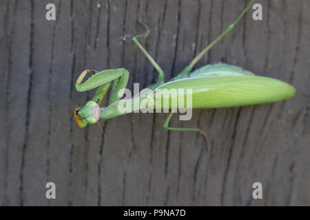 Un depredavano mantis su una parete guardando in alto, a destra a voi Foto Stock