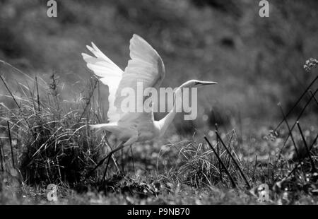 Un grande EGRIT in volo lungo le rive del fiume Zambezi - ZIMBABWE Foto Stock