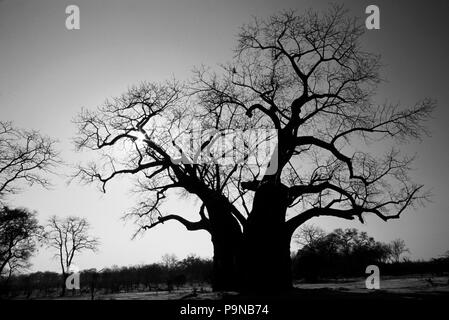 La splendida forma di un gigantesco BAOBAB - MATUSADONA NATIONAL PARK, ZIMBABWE Foto Stock