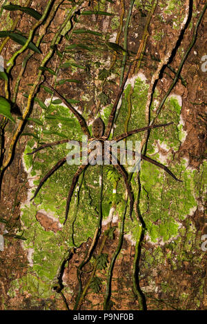 Un grande bosco Huntsman Spider caccia su lichen coperto tronco di albero nella foresta pluviale di notte. Foto Stock