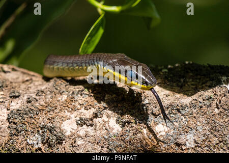 La lingua biforcuta di un albero verde serpente odorizzare un ramo di albero per la preda. Foto Stock