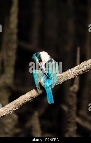 Una foresta Kingfisher sono ' appollaiati su un albero di mangrovie. Foto Stock