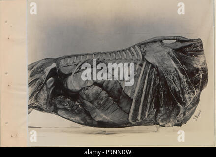 88 una serie di fotografie che illustrano la anatomia del cavallo e cane mediante il metodo di preparazioni congelate e sezioni preparate da S Sisson di Toronto (HS85-10-9846-5) Foto Stock