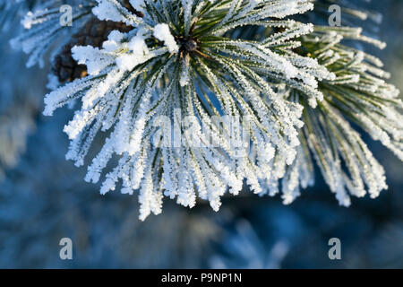 Rime alla fine di un ramo di pino con aghi lunghi, bella close-up in inverno Foto Stock