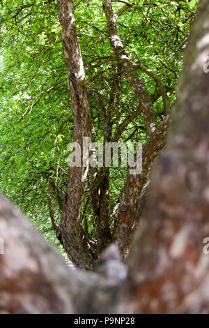 Foto cresce in una fila di alberi fotografata attraverso il tronco di un altro albero, close-up foto di estate Foto Stock