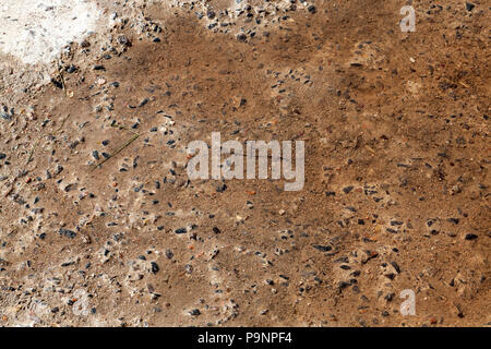 Strada bagnata in calcestruzzo con ghiaia, close-up nel parco Foto Stock